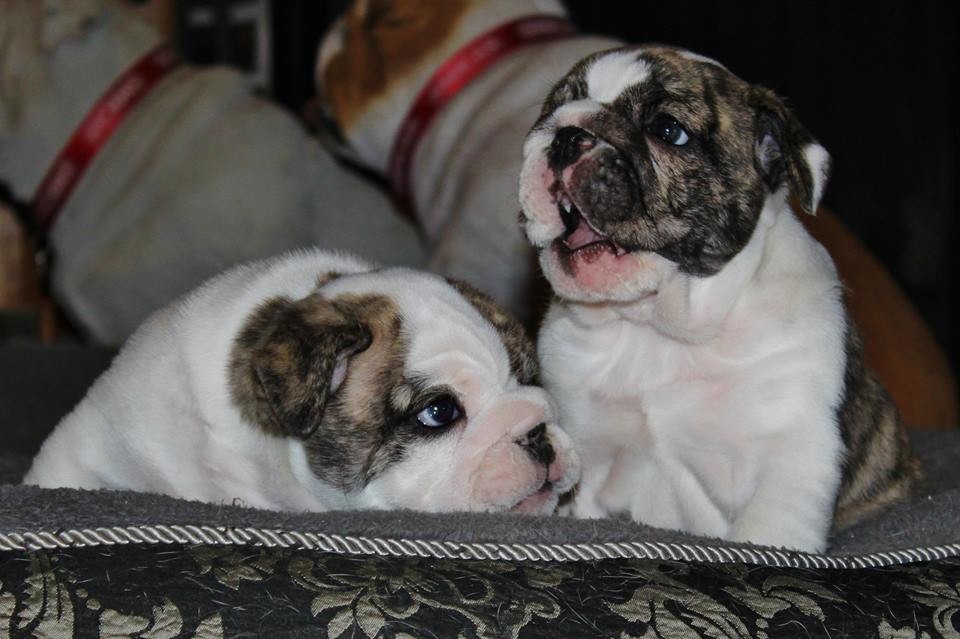 English Bulldog Puppies For Sale Tampa, FL 173168