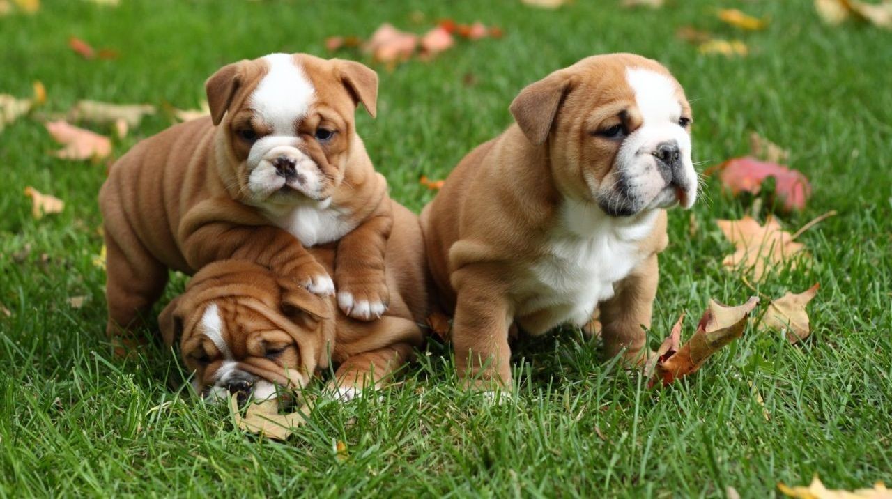 English Bulldog Puppies For Sale Fresno, CA 174024