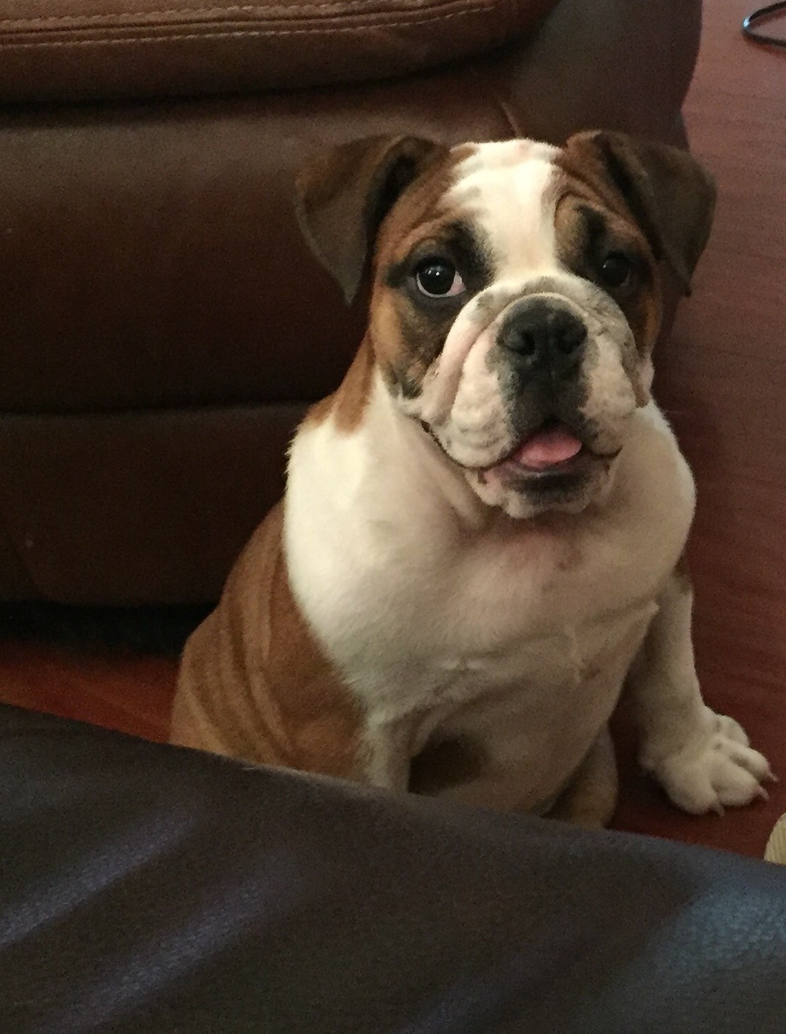 8 month english bulldog