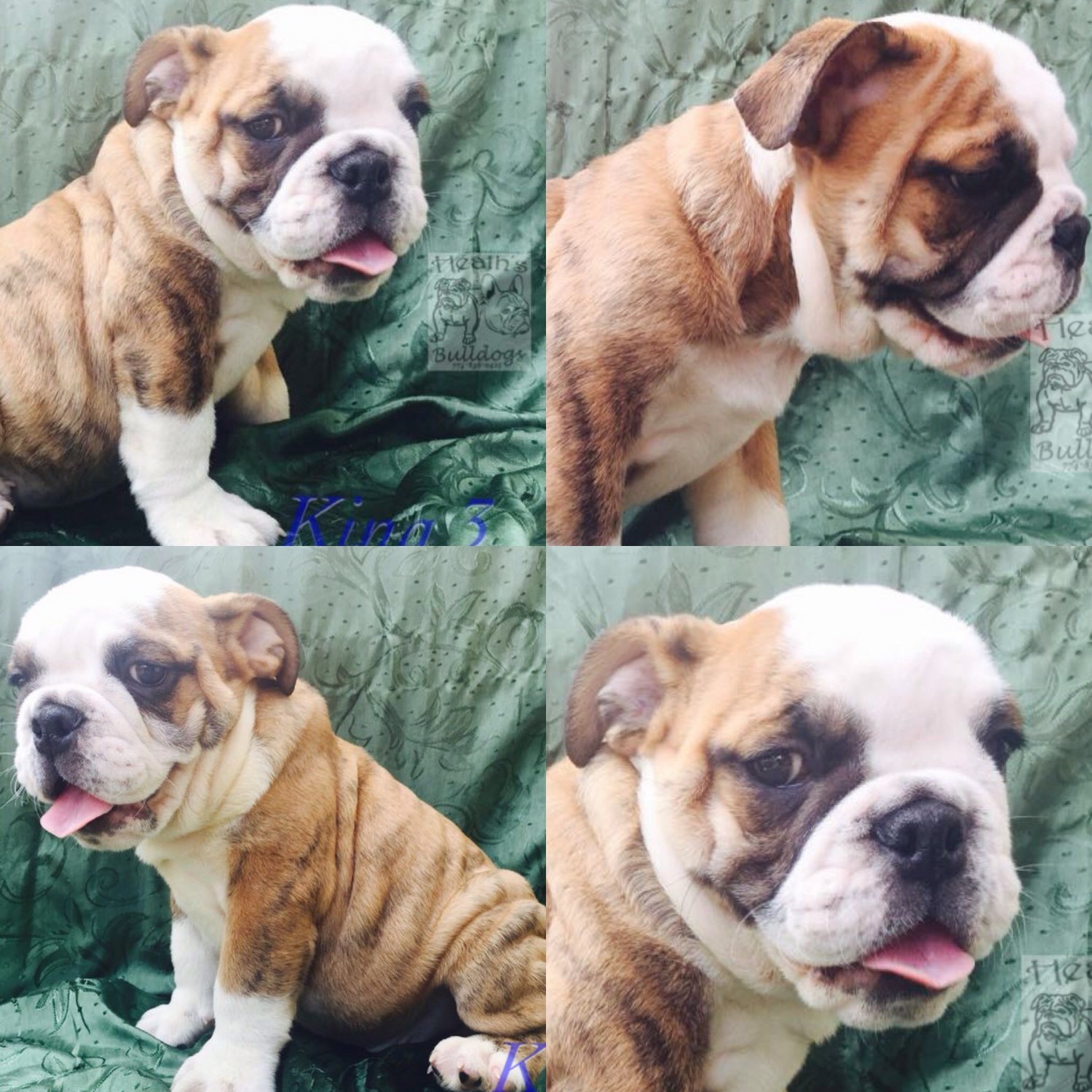 English Bulldog Puppies For Sale Worcester, MA 179319
