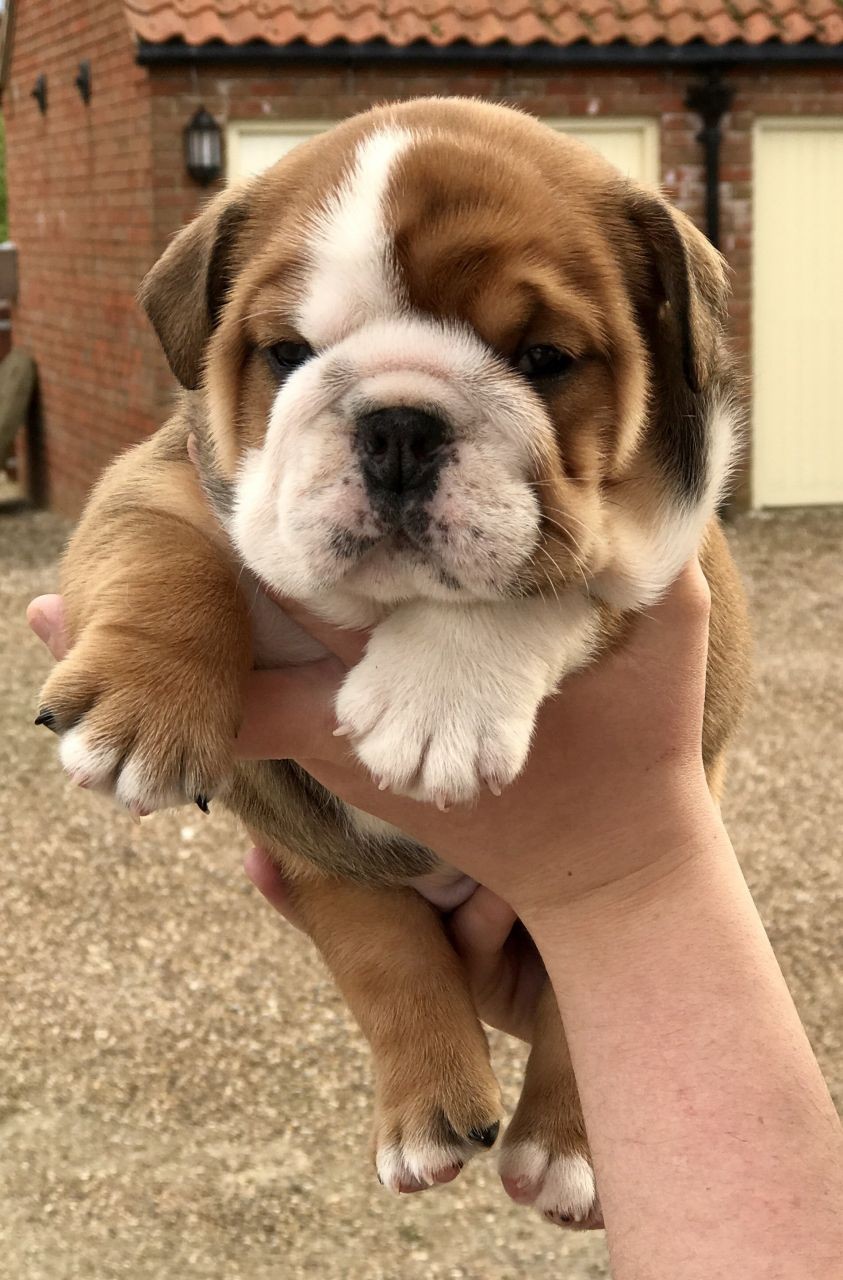 How Much Are English Bulldog Puppies / Male English