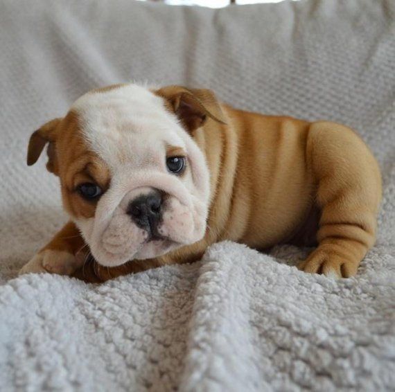 English Bulldog Puppies For Sale Indianapolis, IN 197210