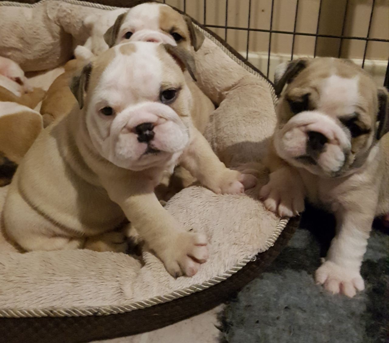 English Bulldog Puppies For Sale Olympia, WA 202502