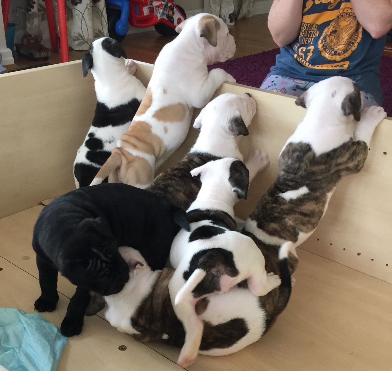 English Bulldog Puppies For Sale Arizona 89A, AZ 210893