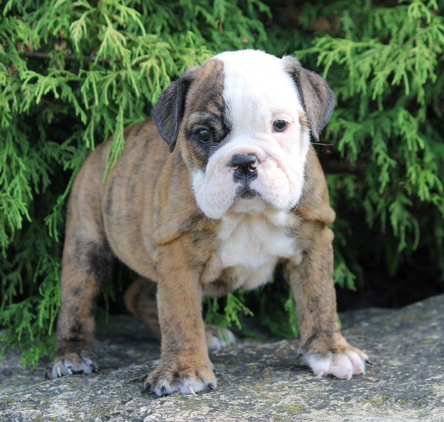 English Bulldog Puppies For Sale New Holland, PA 211662