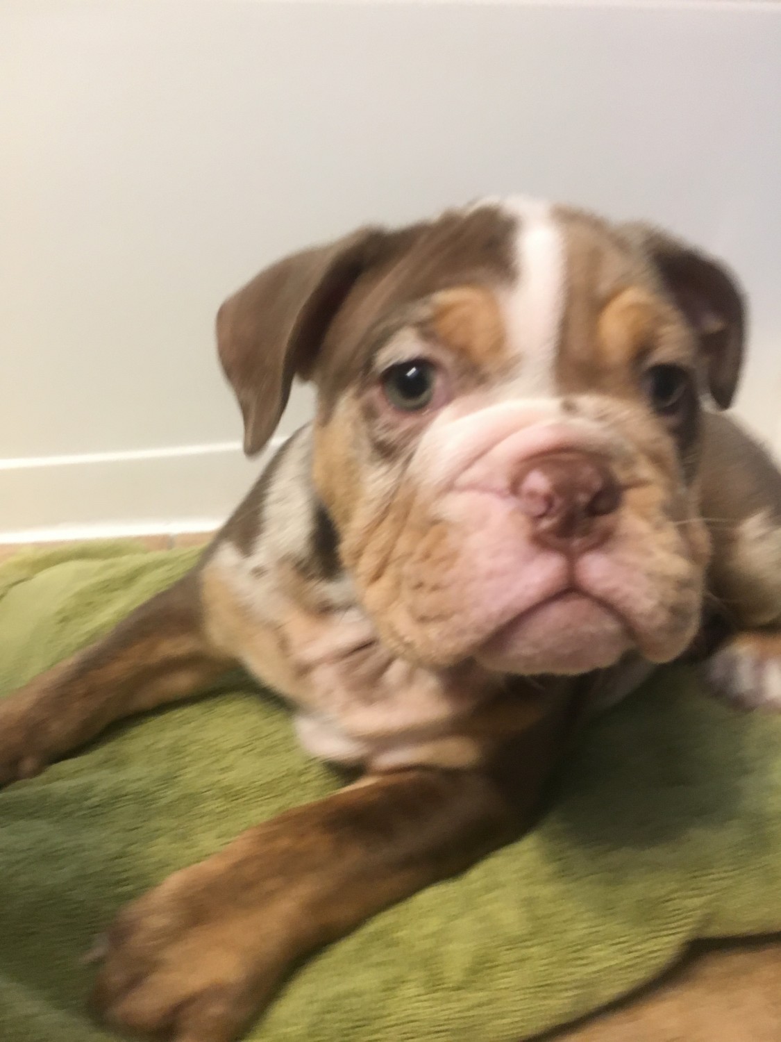 English Bulldog Puppies For Sale New Haven, CT 190471