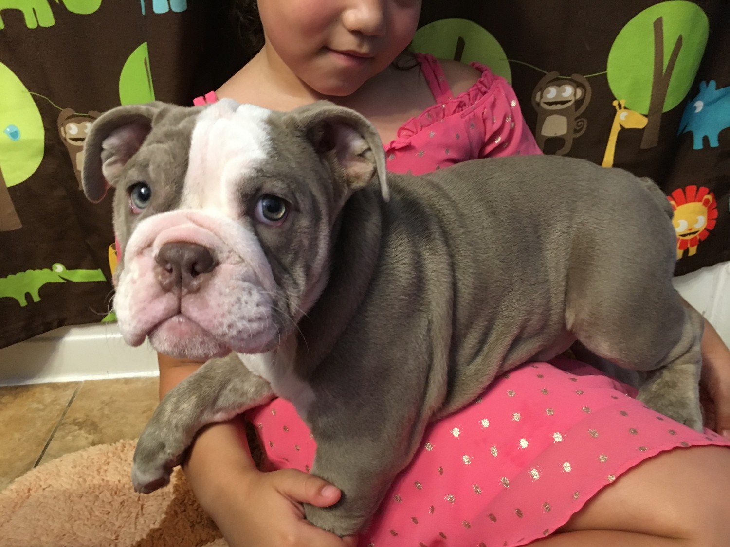 English Bulldog Puppies For Sale New Haven, CT 222201