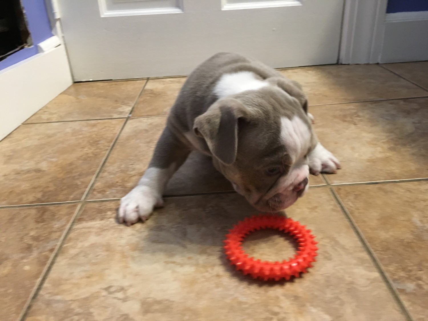 English Bulldog Puppies For Sale New Haven, CT 222205