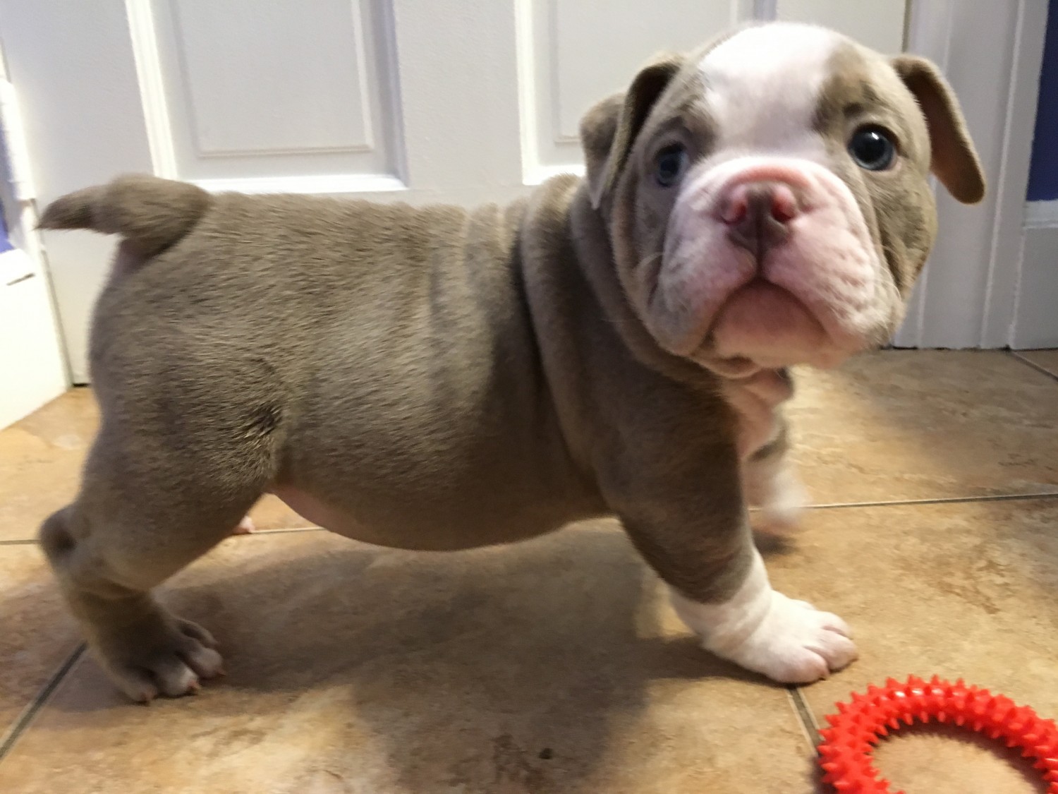 English Bulldog Puppies For Sale New Haven, CT 222205