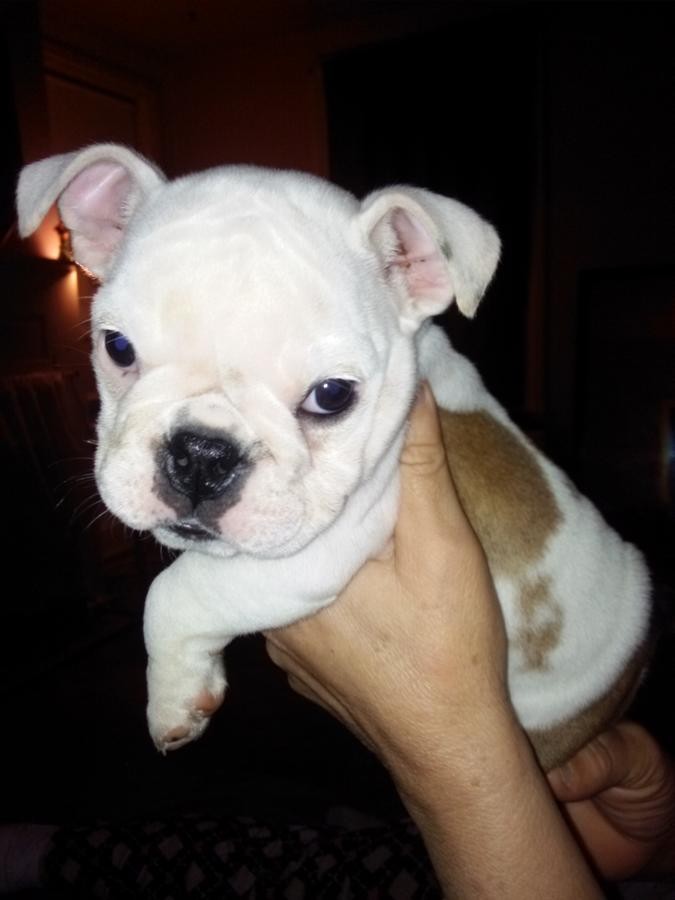 English Bulldog Puppies For Sale Kansas City, MO 227787