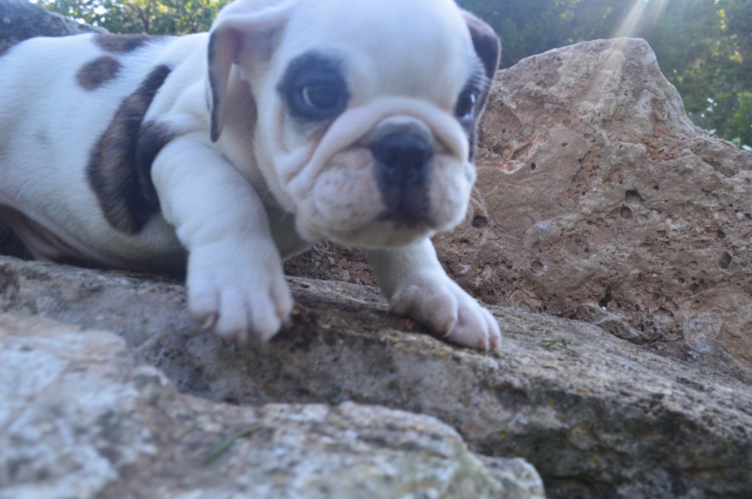 English Bulldog Puppies For Sale Willow Springs, MO 228786