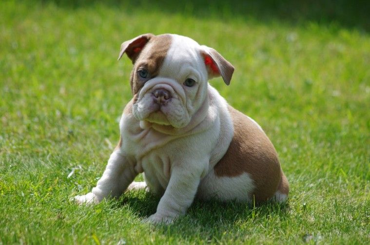 English Bulldog Puppies For Sale | Maryland Line, MD #230406