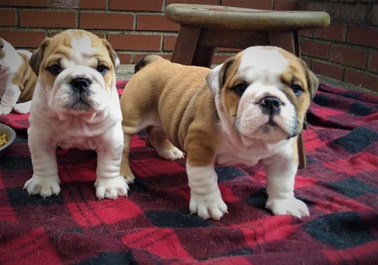 English Bulldog Puppies For Sale Maryland Line, MD 230407