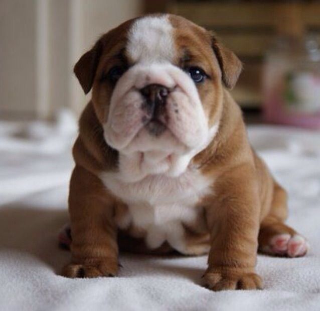 English Bulldog Puppies For Sale Maryland Line, MD 230420