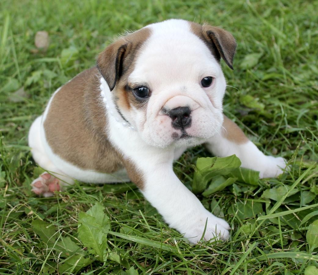 English Bulldog Puppies For Sale New York, NY 234372