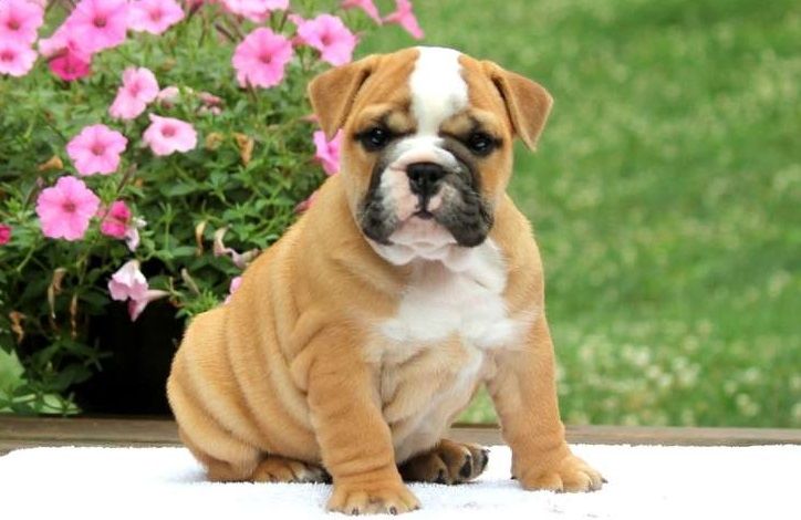 English Bulldog Puppies For Sale | Wyoming 110, WY #237590