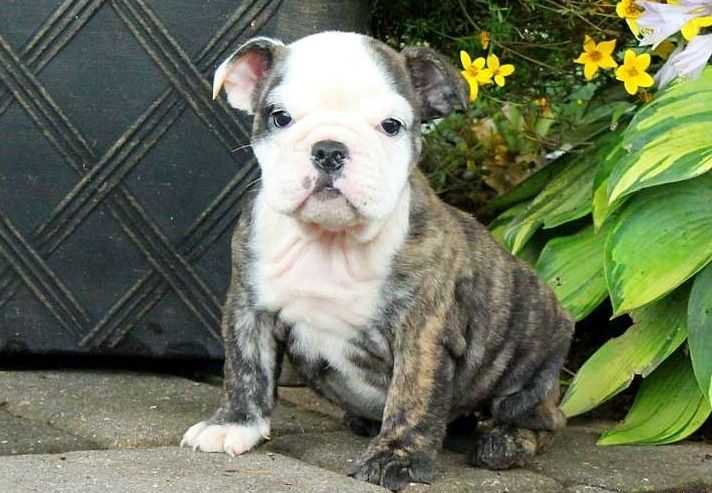 English Bulldog Puppies For Sale West Virginia 18, WV