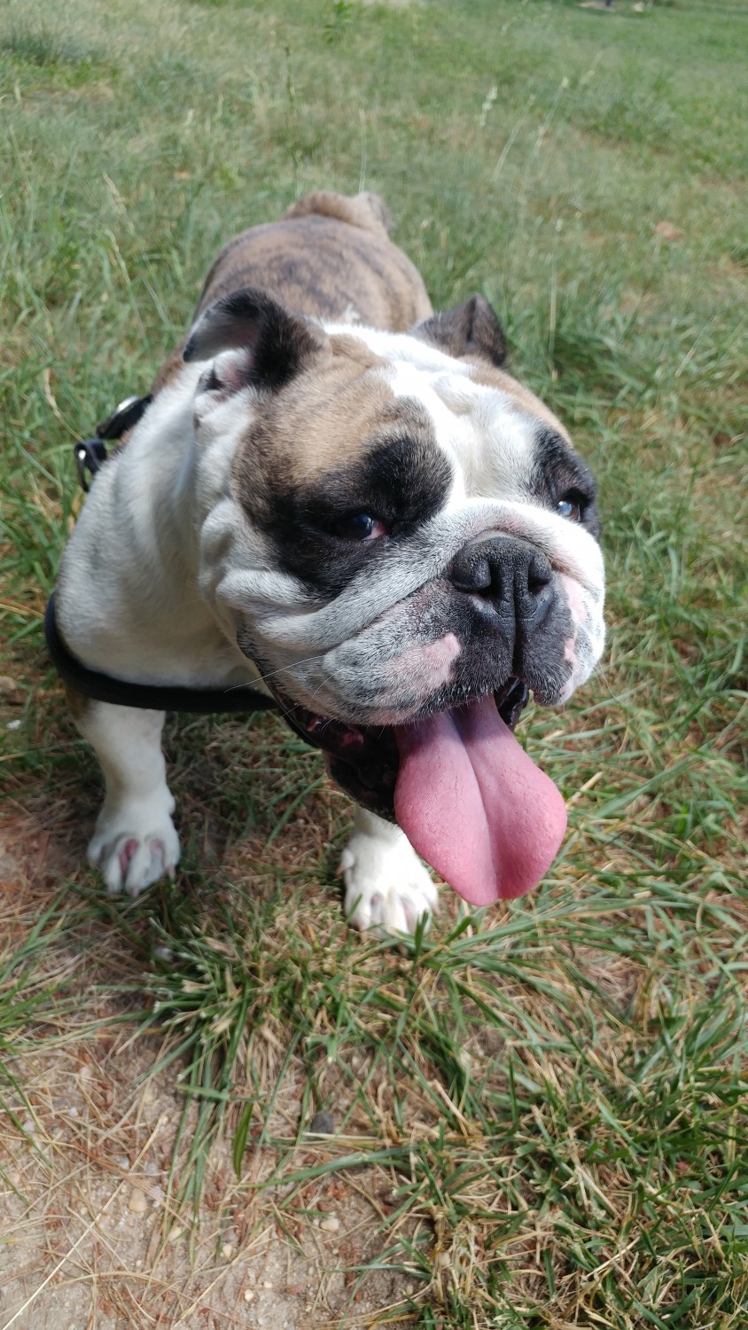 English Bulldog Puppies For Sale Millersville, MD 239270