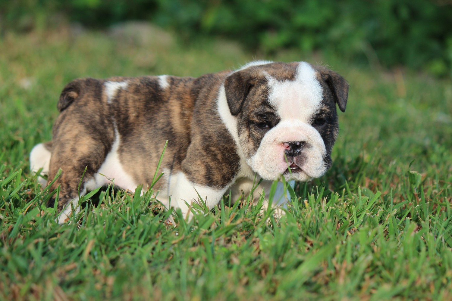 English Bulldog Puppies For Sale Stockton, MO 242015