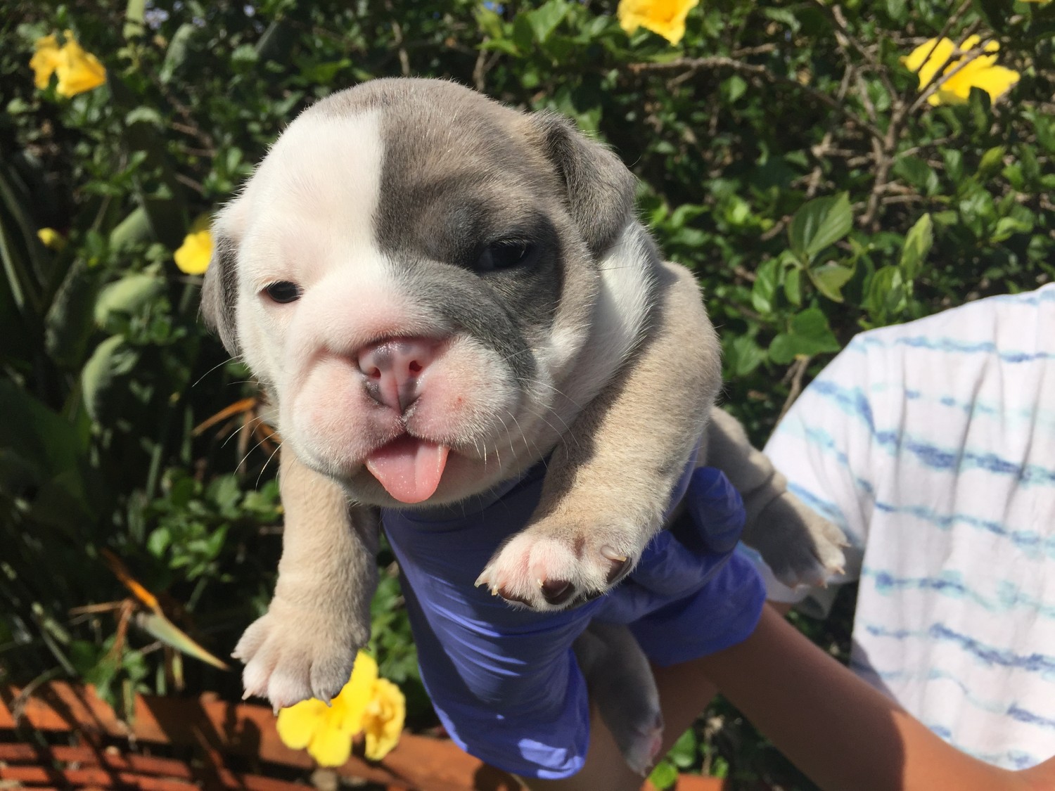 English Bulldog Puppies For Sale Oceanside, CA 242608