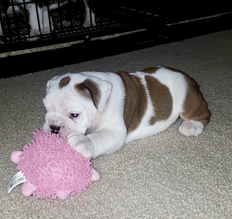 English Bulldog Puppies For Sale Stockton, CA 244084