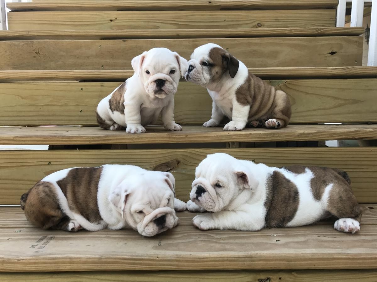 English Bulldog Puppies For Sale Houston, TX 246469