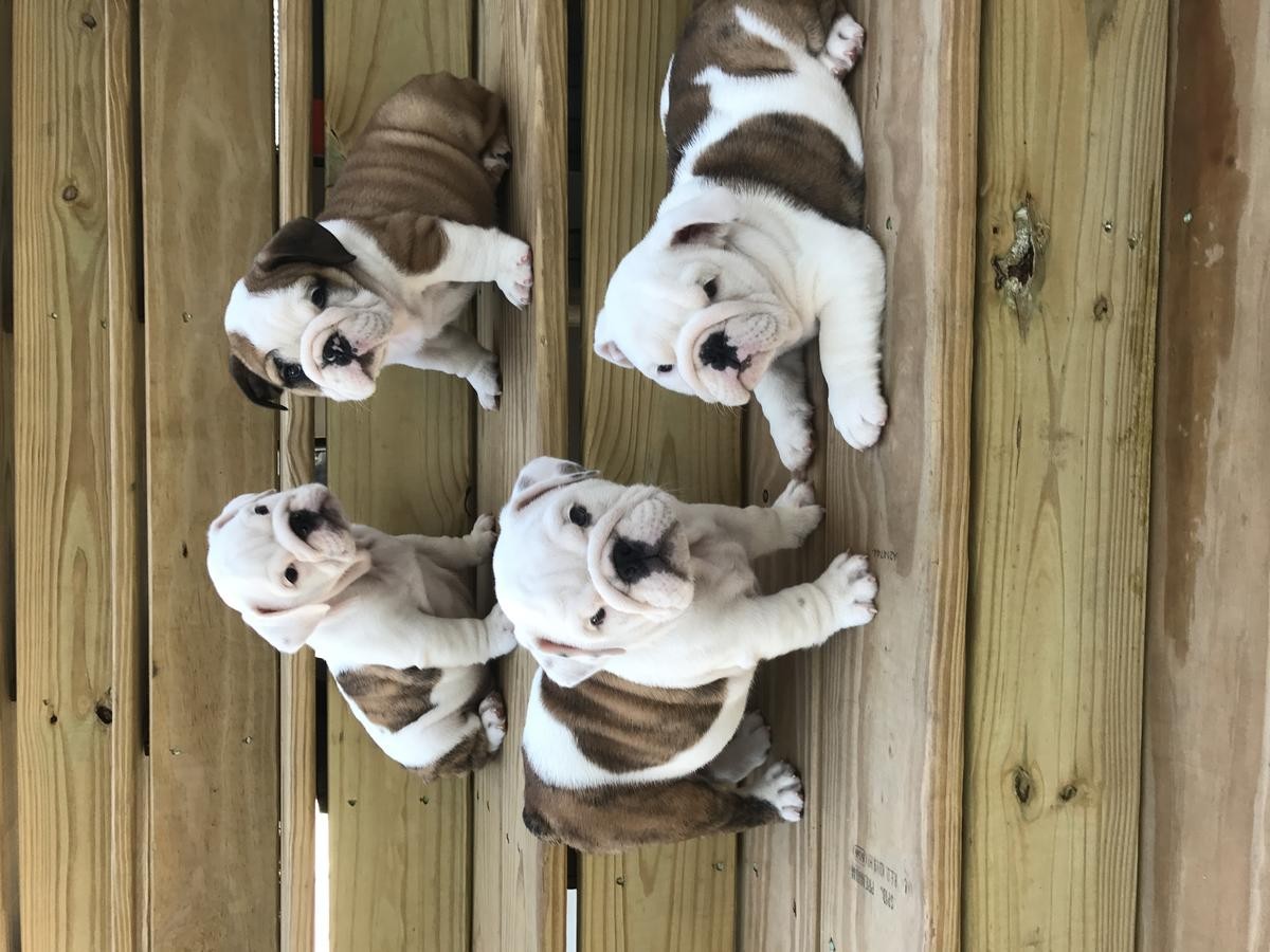 English Bulldog Puppies For Sale Houston, TX 246469