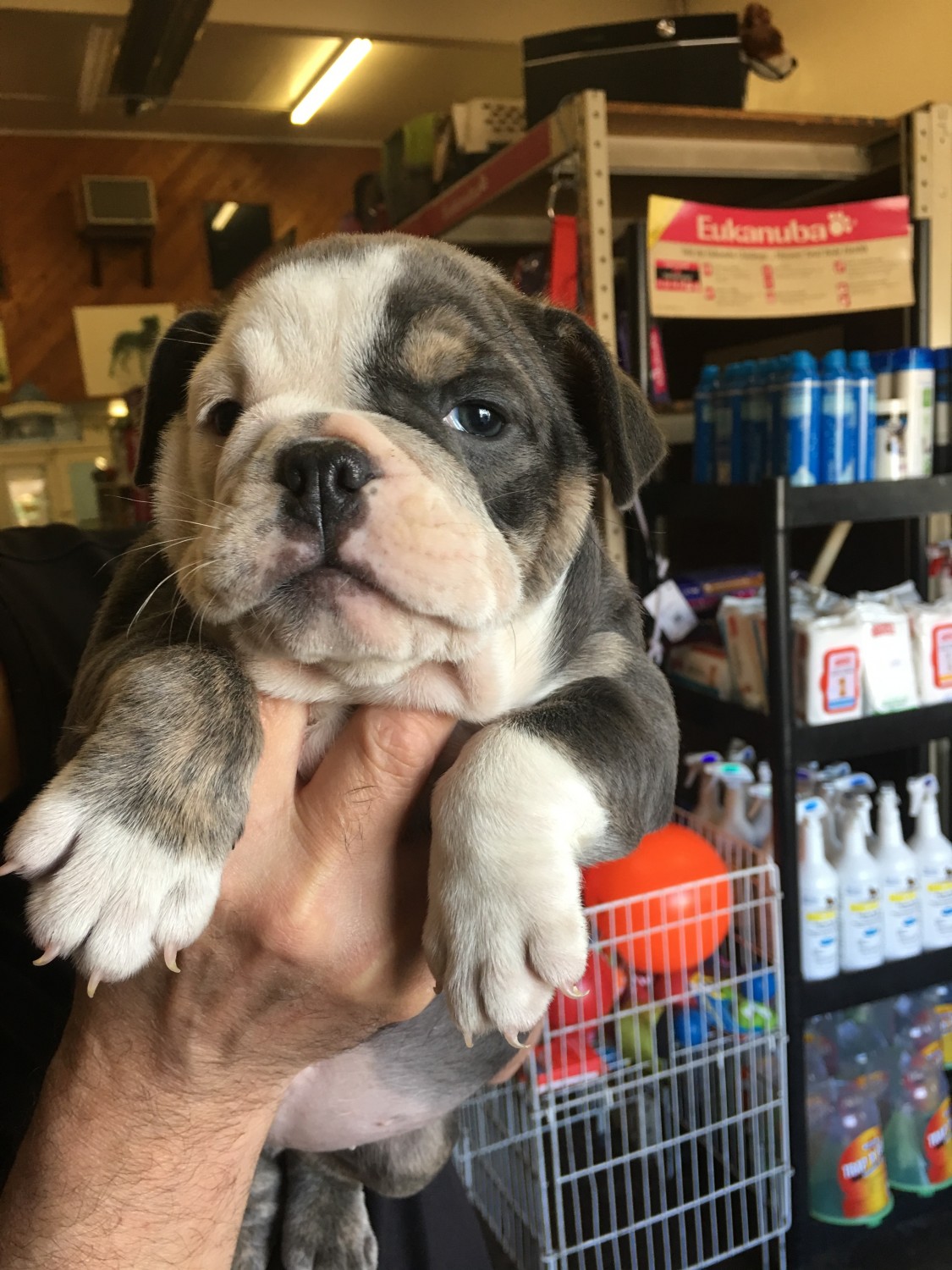 English Bulldog Puppies For Sale West Orange, NJ 248720