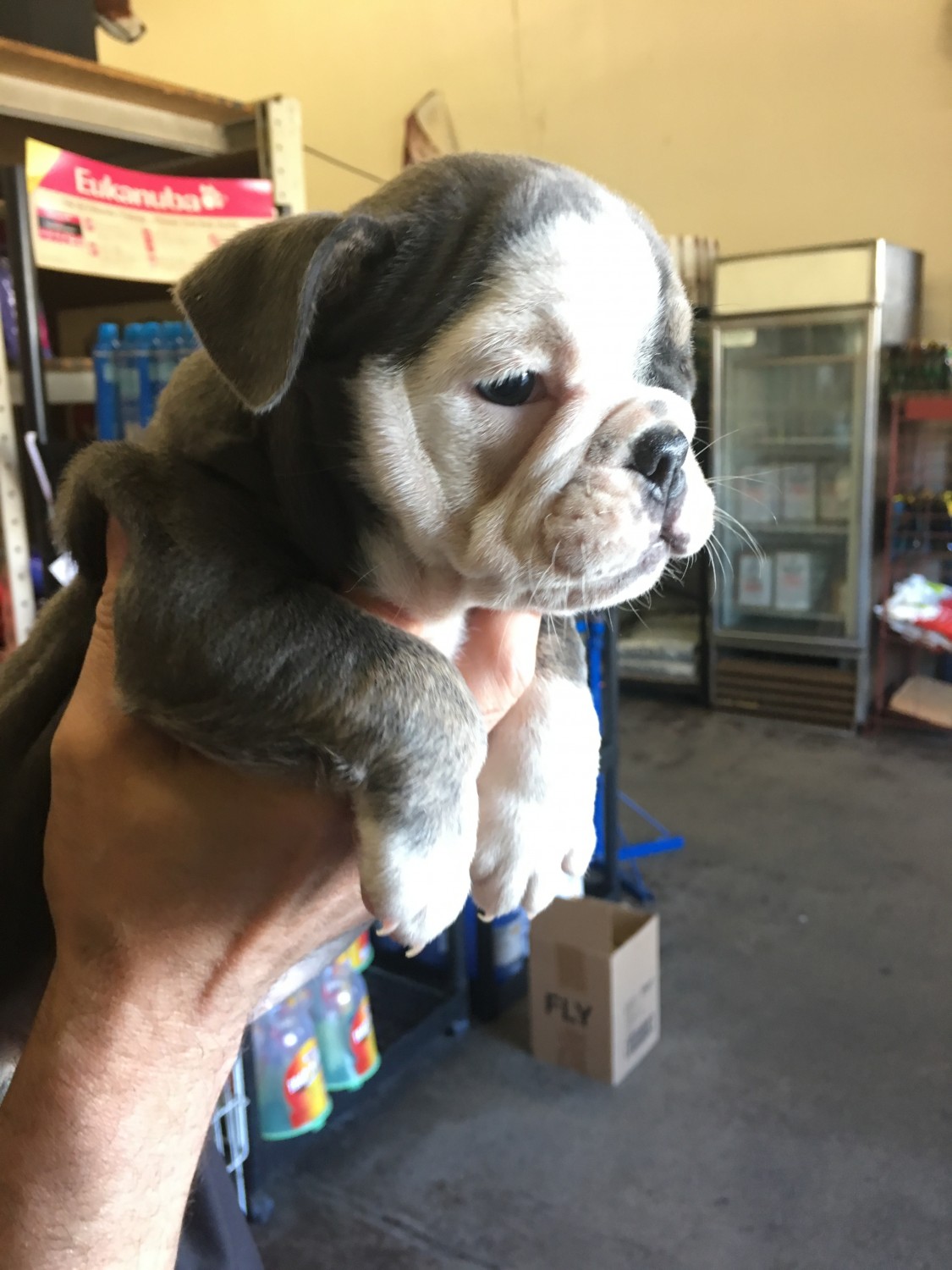 English Bulldog Puppies For Sale West Orange, NJ 248720