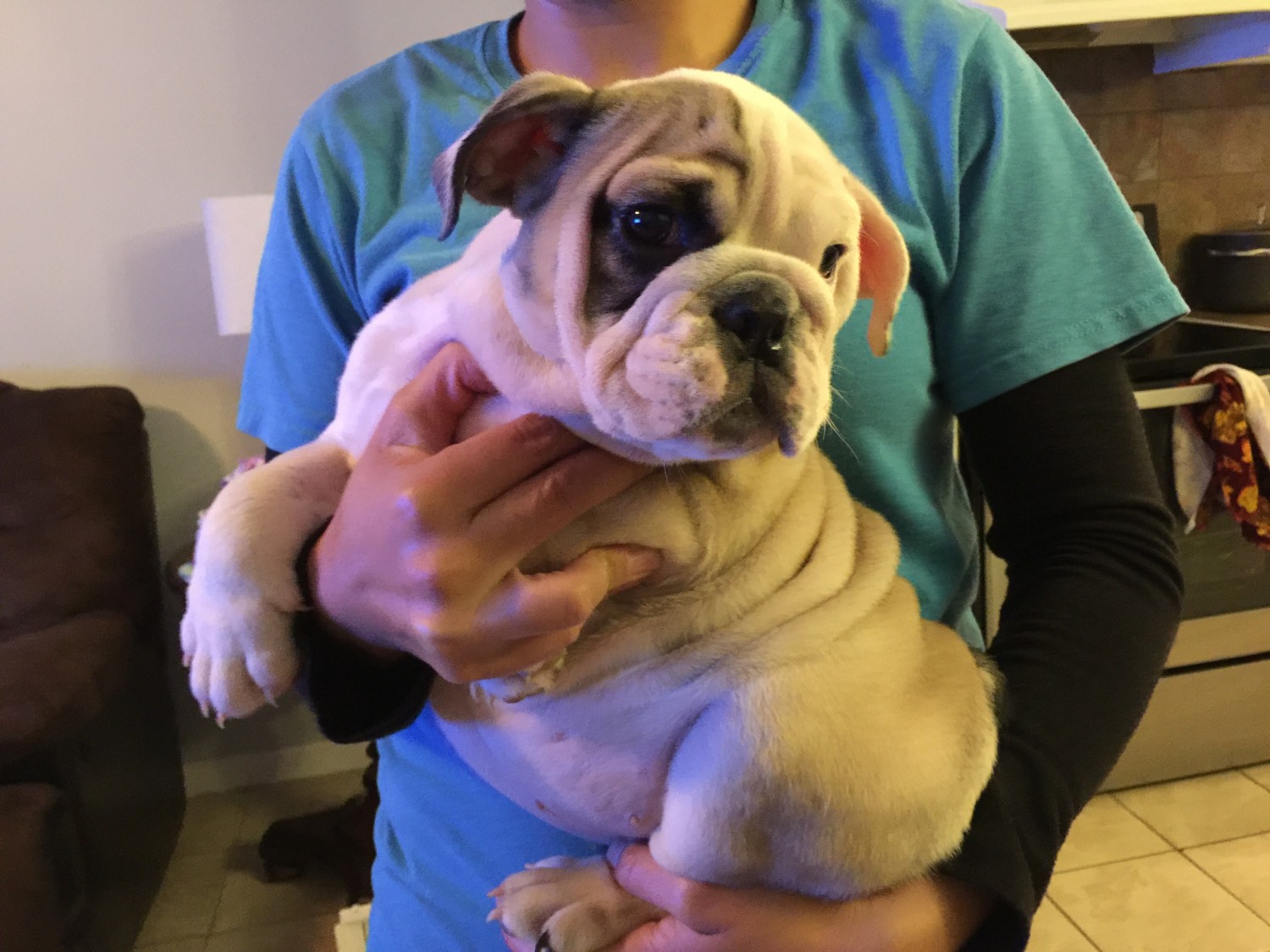 39 Best Pictures English Bulldog Puppies For Sale In Nc English