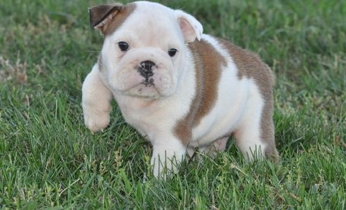 English Bulldog Puppies For Sale Bluff City, AR 251028