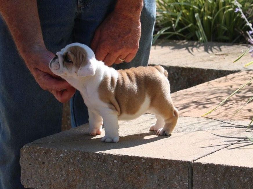 English Bulldog Puppies For Sale Downtown, CT 253342