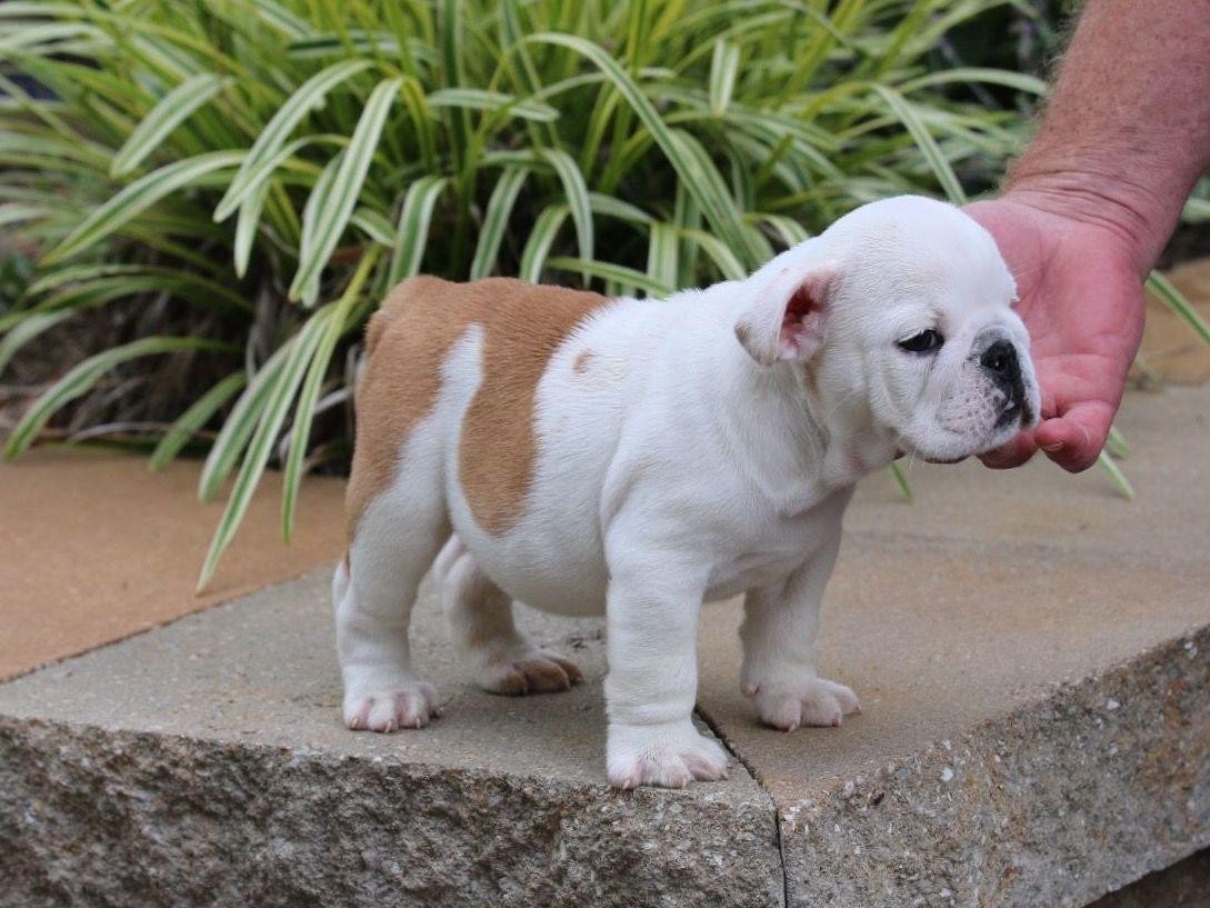 English Bulldog Puppies For Sale Downtown, CT 253342