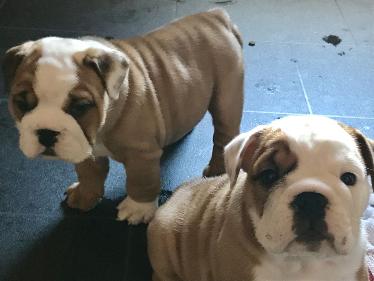 English Bulldog Puppies For Sale Orlando, FL 255760