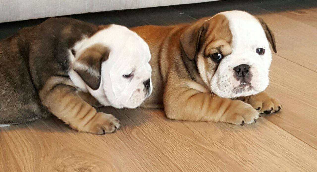 English Bulldog Puppies For Sale Worcester, MA 261259