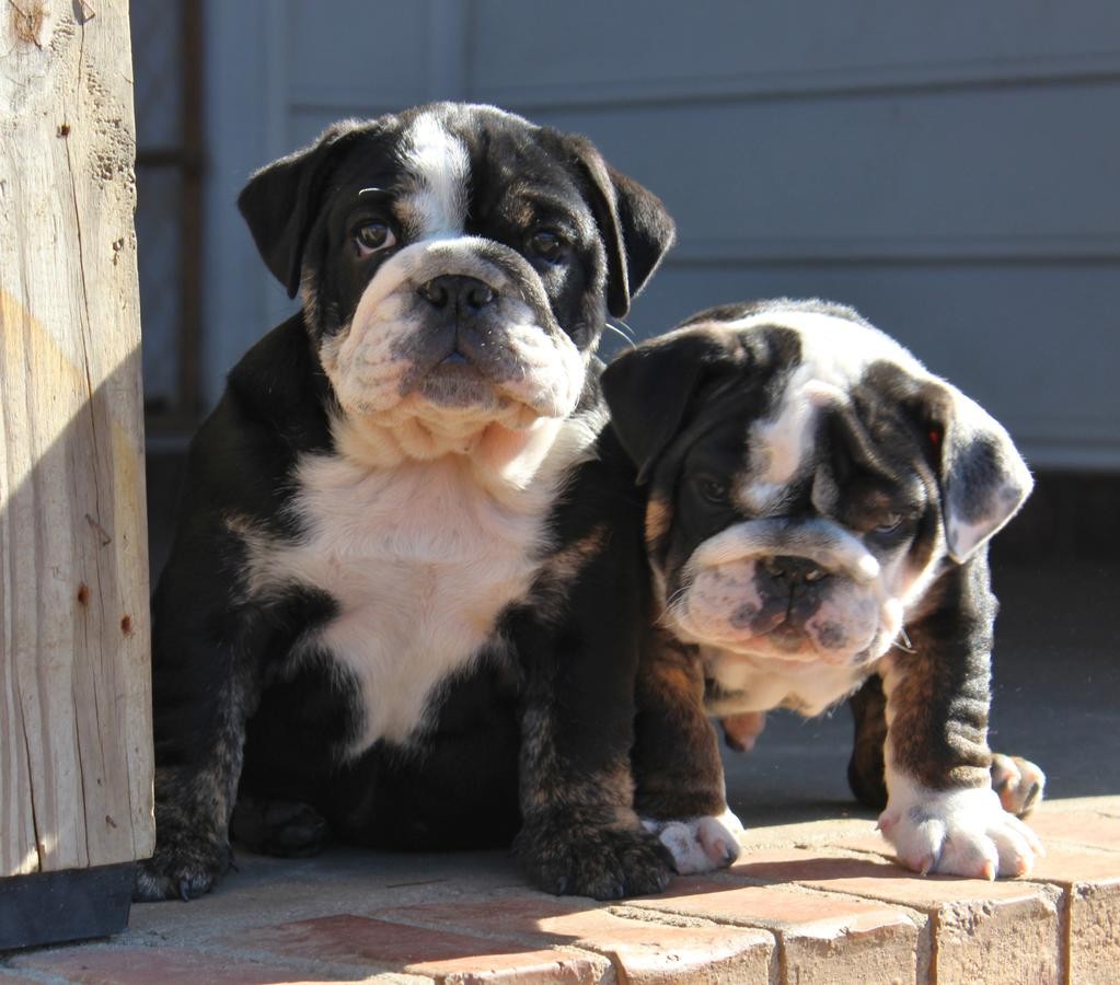 English Bulldog Puppies For Sale San Diego, CA 261277