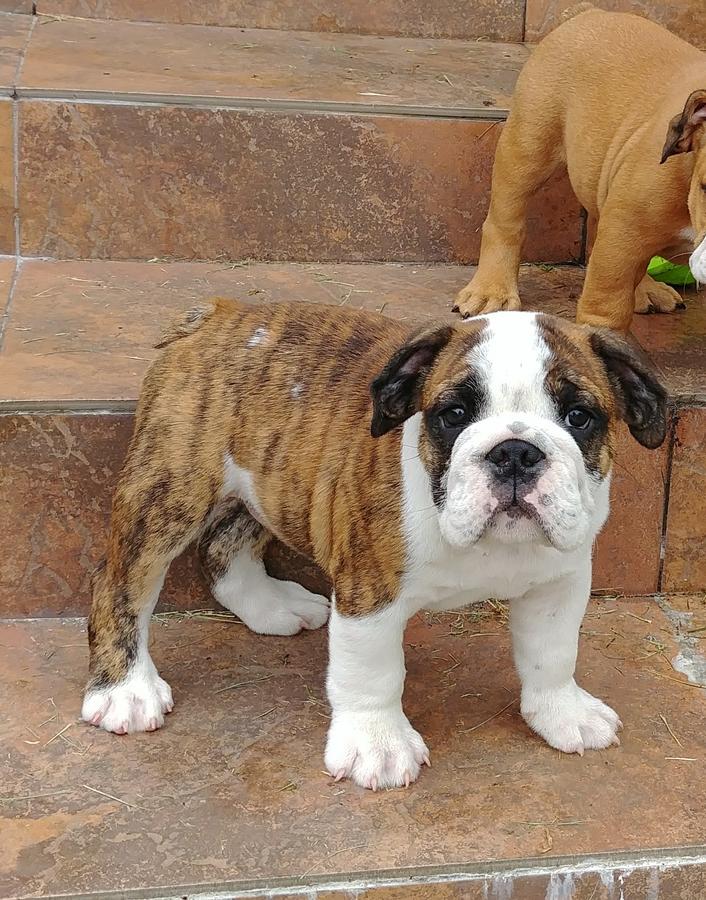 English Bulldog Puppies For Sale | Phoenix, AZ #272374
