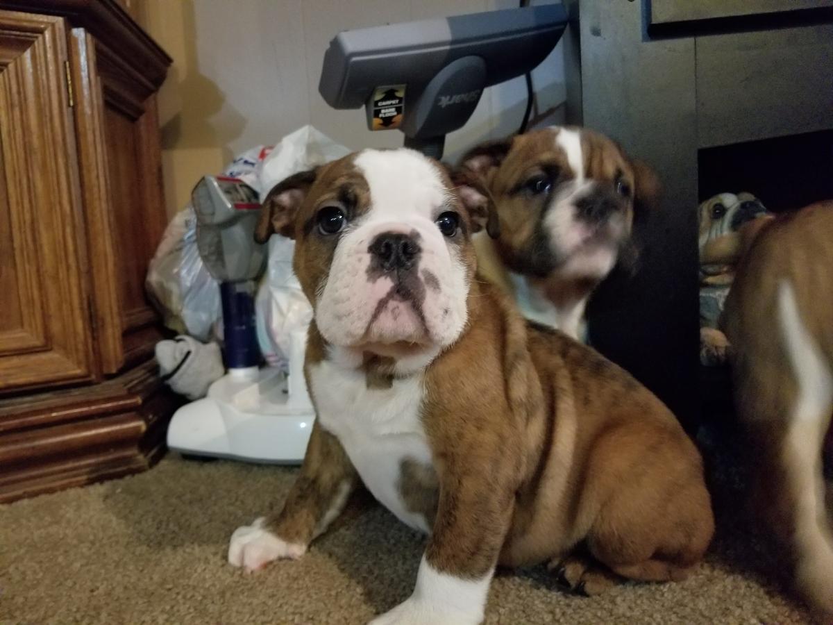 English Bulldog Puppies For Sale Philadelphia, PA 272603