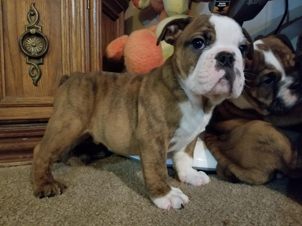 English Bulldog Puppies For Sale Philadelphia, PA 272603