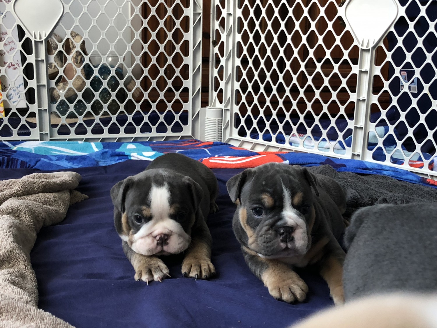 English Bulldog Puppies For Sale Charlotte, NC 280680