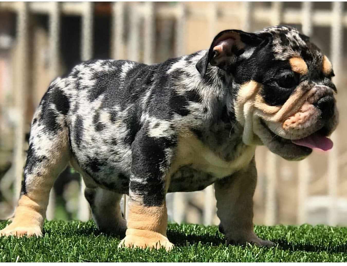 English Bulldog Puppies For Sale Los Angeles, CA 281531