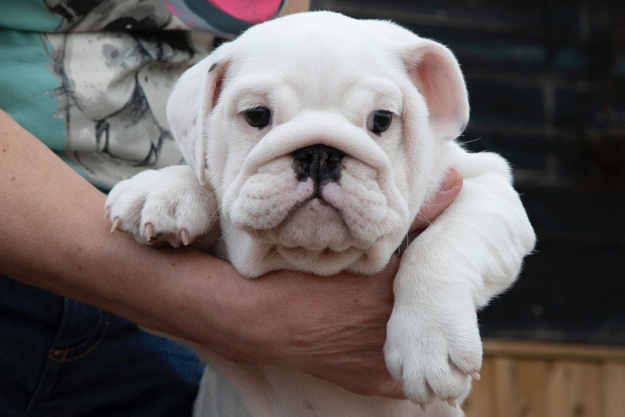 English Bulldog Puppies For Sale South Carolina 9, SC
