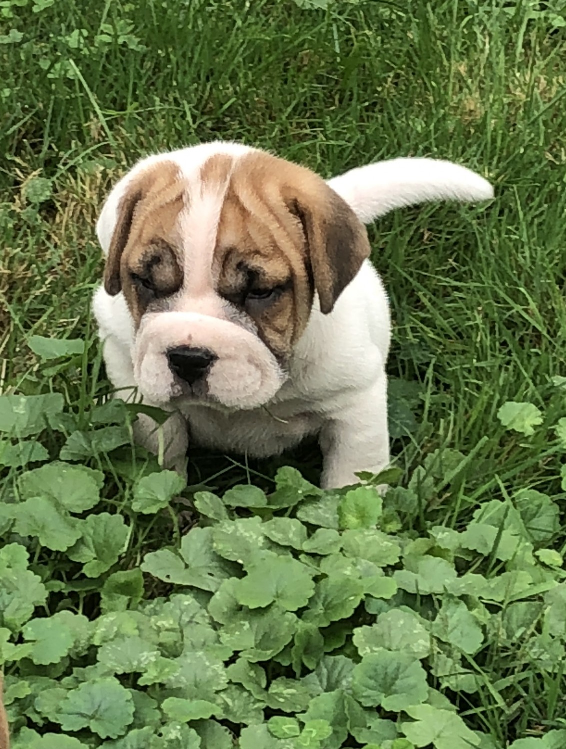 English Bulldog Puppies For Sale Mount Clemens, MI 283352