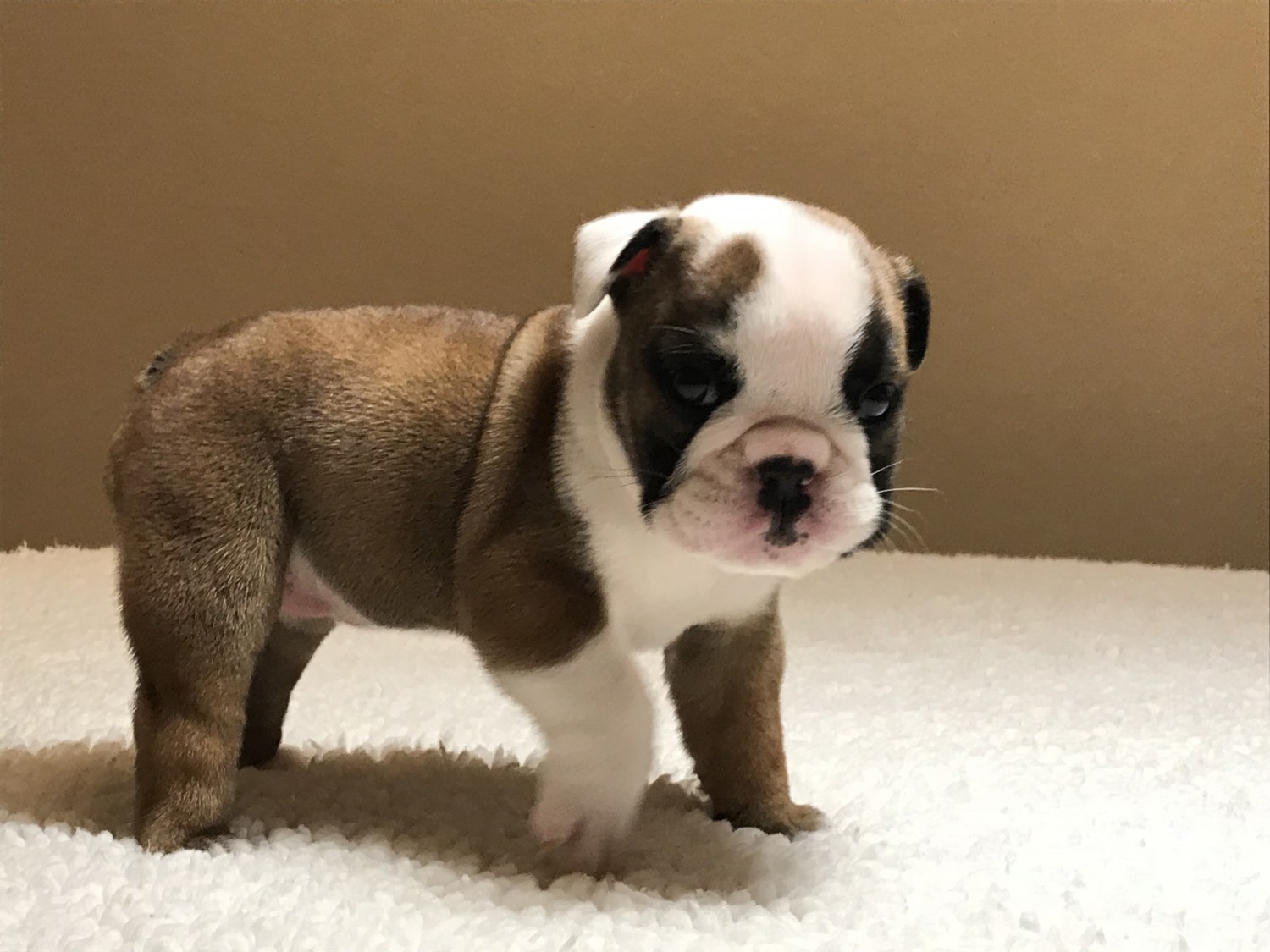English Bulldog Puppies For Sale Houston, TX 285015