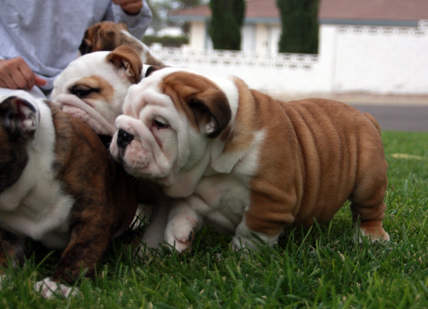 English Bulldog Puppies For Sale | Yuma, AZ #285298
