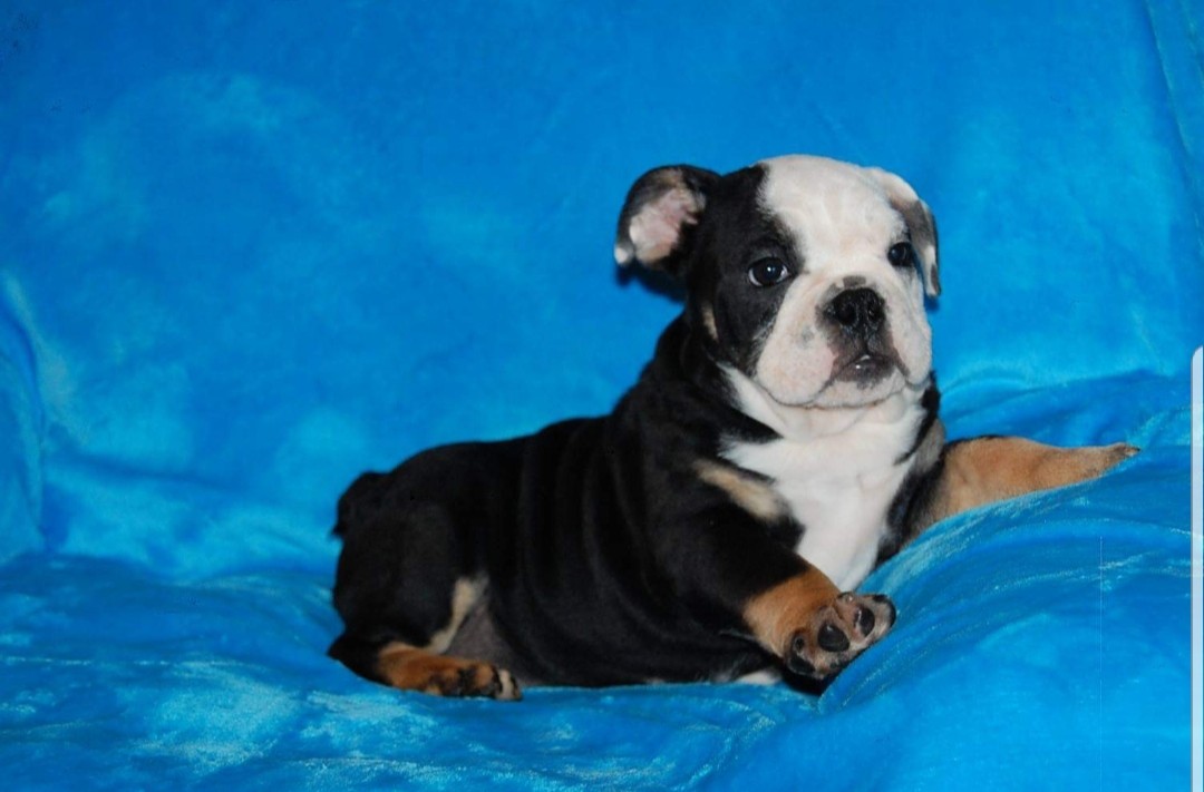 English Bulldog Puppies For Sale Londonderry, NH 285643