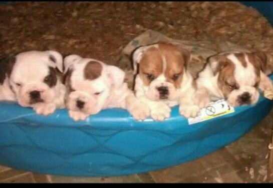 English Bulldog Puppies For Sale Hickory Nc 285713