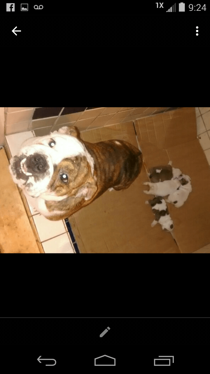 English Bulldog Puppies For Sale Hickory Nc 285713