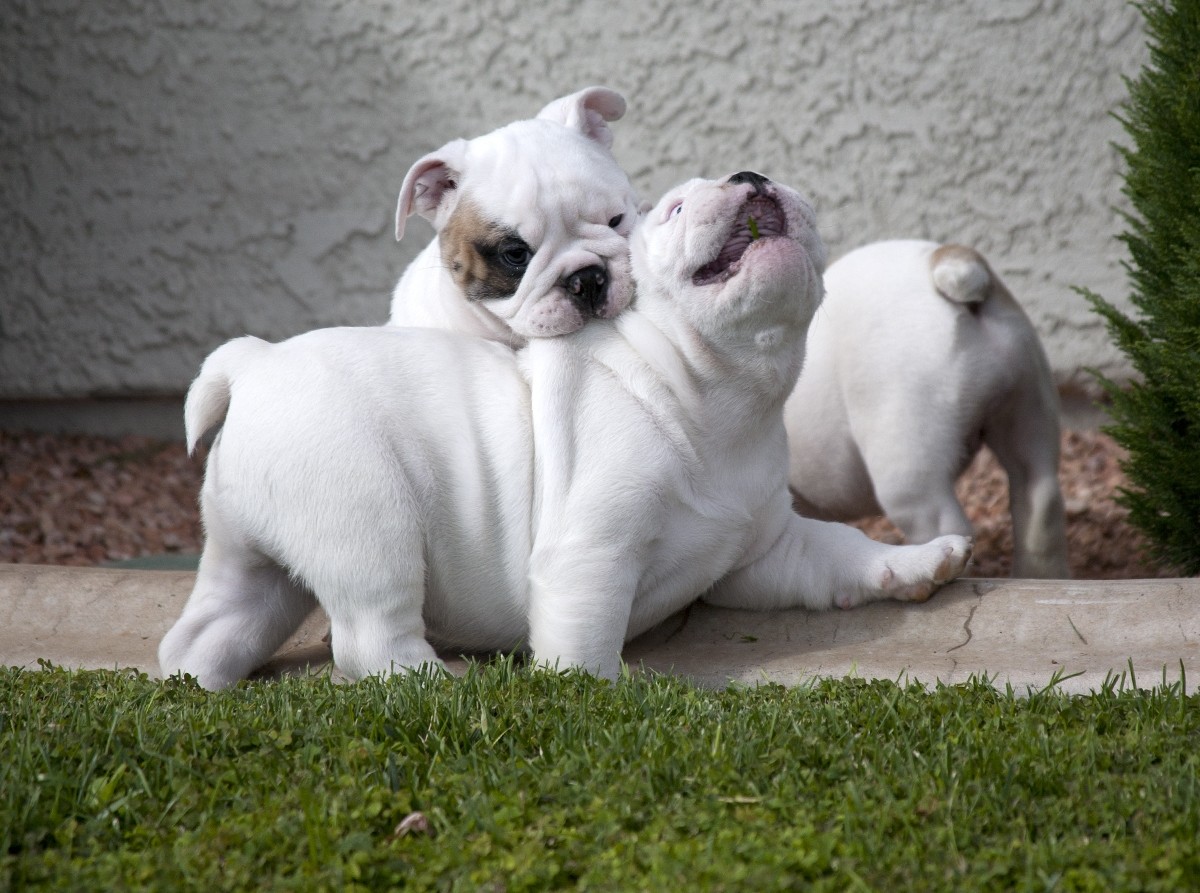 English Bulldog Puppies For Sale Newark, NY 284989