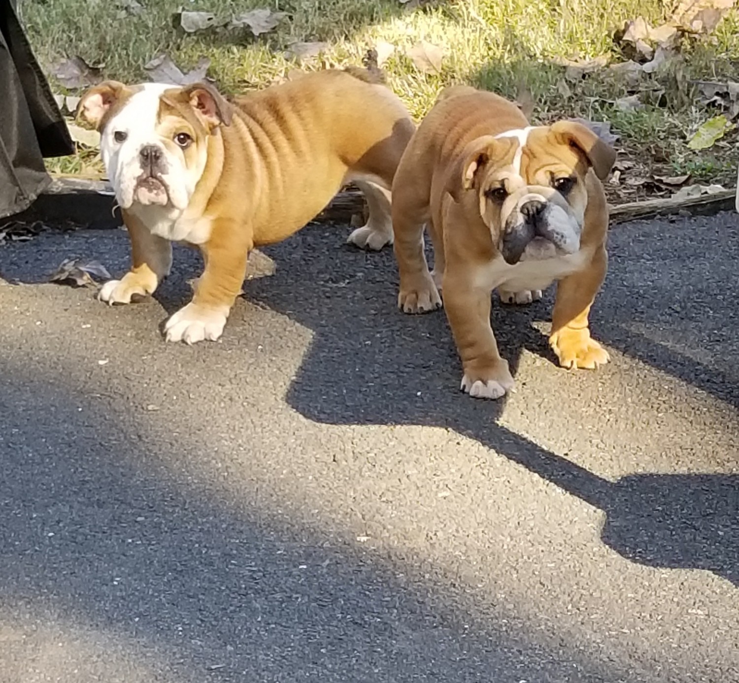 English Bulldog Puppies For Sale WinstonSalem, NC 287857